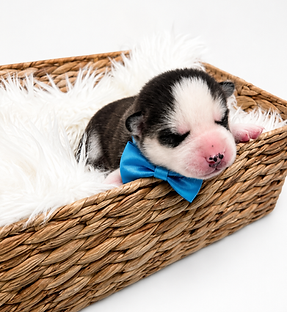 siberian husky puppies for sale in wisconsin ofa husky puppies, top rated breeder for husky puppies siberian husky pups for sale in chicago illinois, indiana merrilville indiana, valparaiso indiana, wisconsin, milwaukee, ohio, florida, new york, connecticut, pennslvania, minnesota, california, wyoming, north dakota, south dakota, georgia, tennesse, kentucky, washington, arizona, arkansas, missouri, oklahoma, delaware, maine, maryland, nebraska, new mexico, nevada CHICAGO HUSKY puppies for sale top rated breeders for husky pups