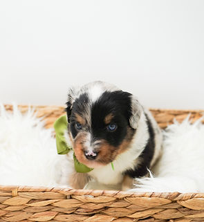 AKC OFA miniature american shepherd puppies for sale in illinois trained mini aussie puppies for sale illinois top rated breeder miniature american shepherds for sale mini aussie puppies illinois, indiana, wisconsin, missouri, ohio, merrilville, valparaiso, chicago, midwest, USA, mini aussie puppies for sale Nationwide