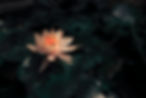 Lotus in Bloom_edited.jpg