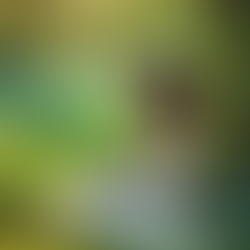 A Lady Reading the Bible under a Big Tree