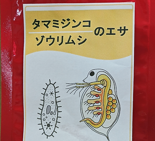 Moina & Paramecium food