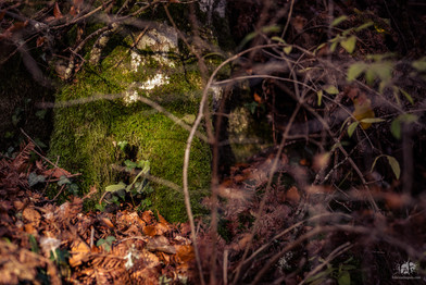 DSC_5646-forest autumn.jpg