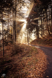 DSC_5518-forest autumn.jpg