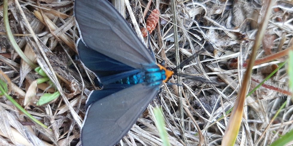 BioBlitz