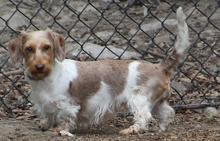 Dachshund for Sale