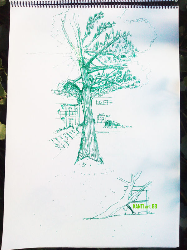 Trees_La_Rochelle (7)