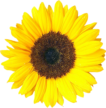 640px-Sonnenblume_02_KMJ-removebg-preview.png
