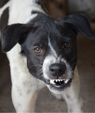 Aggressive dog showing teeth and growling, Dubai