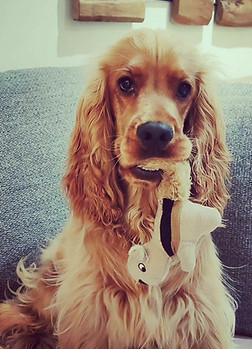 Cocker Spaniel with his toy in the mouth