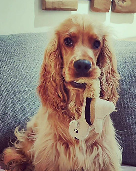 Cocker Spaniel with his toy in the mouth
