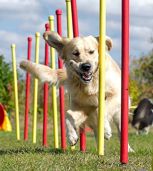 Dog having fun doing agility in Dubai