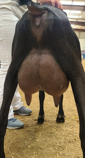 CH Majenli JE Maleficent VEVE89