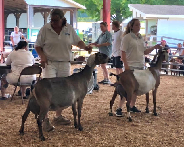 CH Blissberry Forever & Ever VEEE90