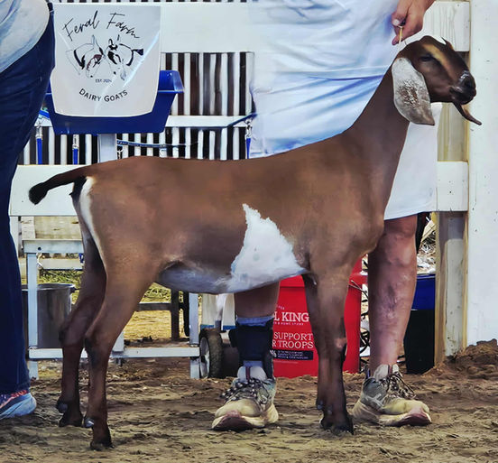 Willcare Malibu Beach Bunny