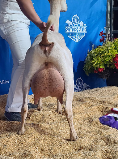 CH Goat-San Khrazy Train EEEV90