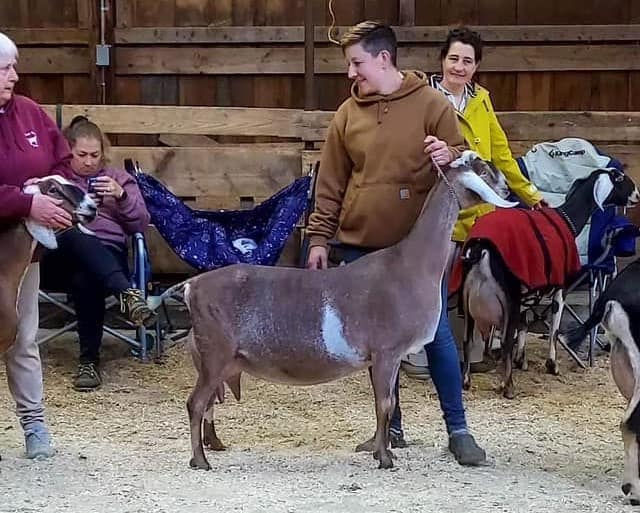 CH Fox's Pride WFT Rose Gold VVVV86