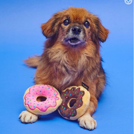 Thumbnail: Set of 2 Iced Donut Dog Toys