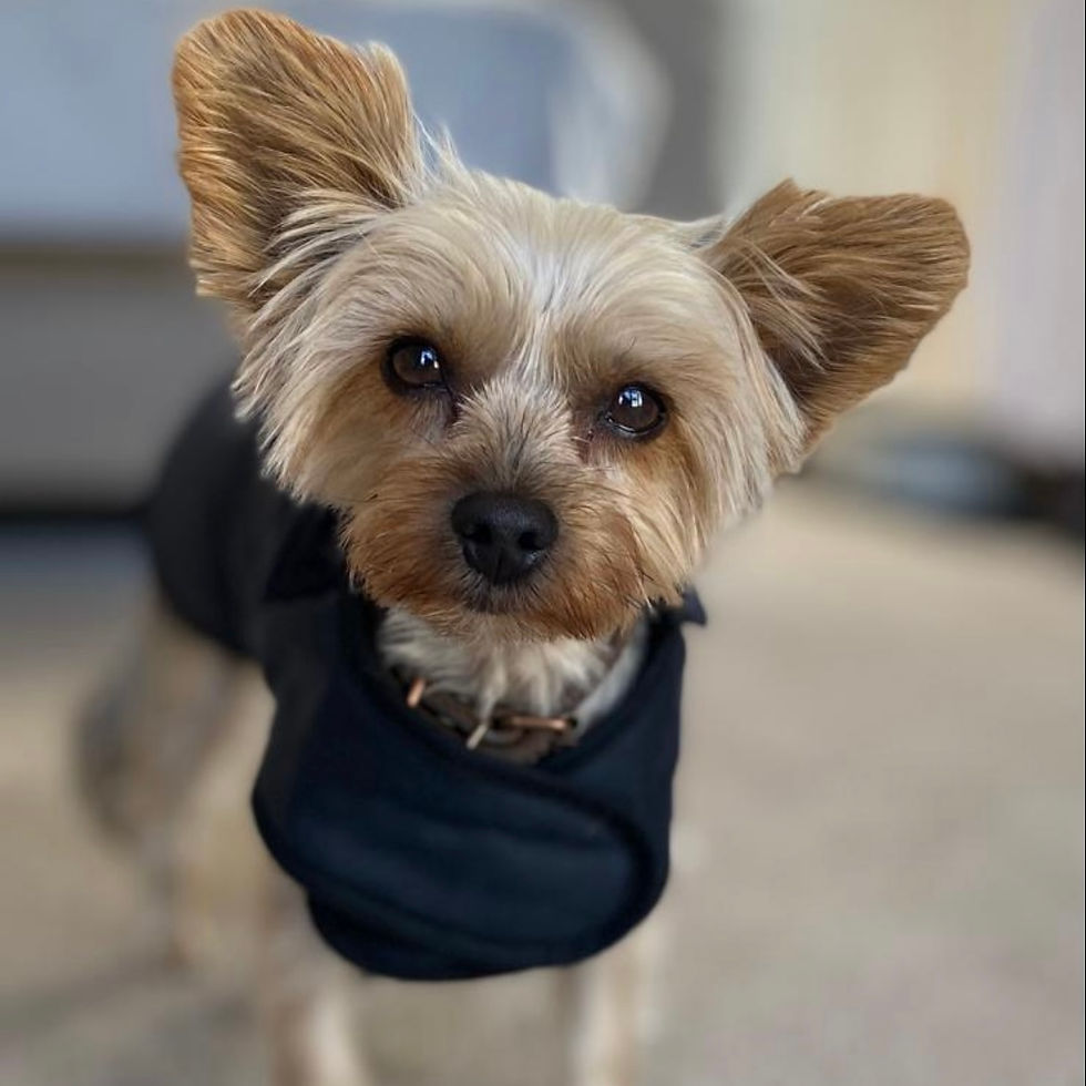 Thumbnail: Navy Premium Wax Dog Coat