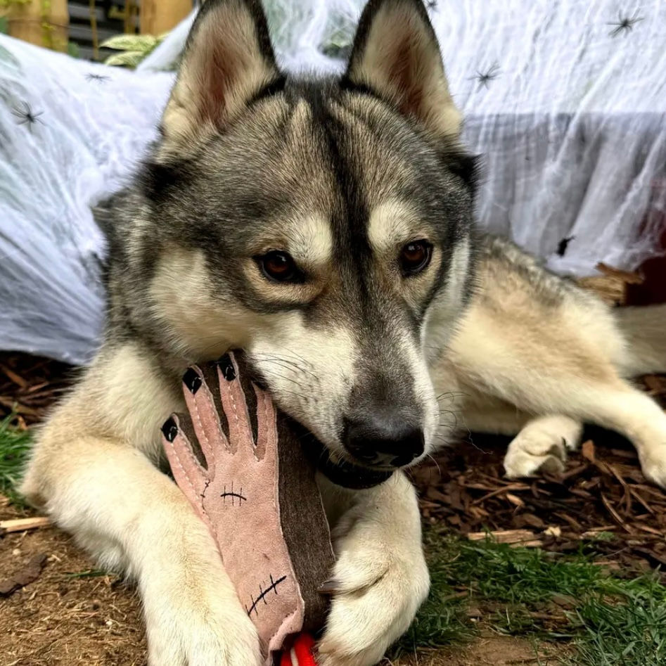 Thumbnail: Green & Wild's The Hand Eco Dog Toy