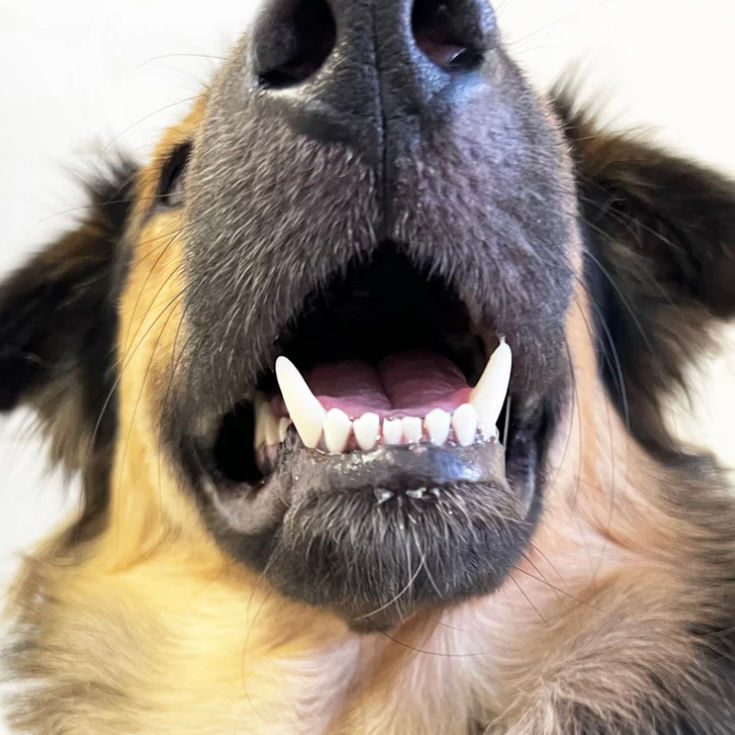 Thumbnail: 100% Natural Dog Treats Dental Dazzle