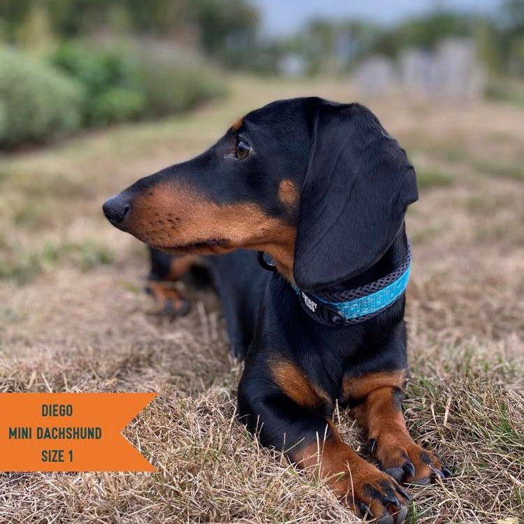 Thumbnail: Tranquil Adventure Collar