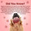 Thumbnail: Nature's Munch Freeze - Dried Apple Treats for Dogs.