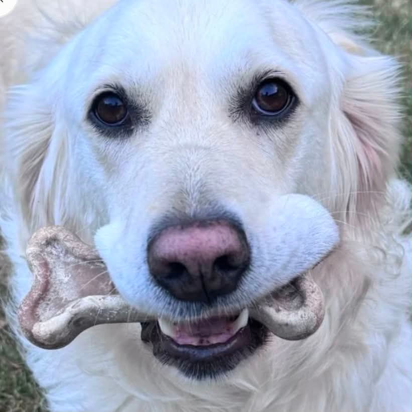 Thumbnail: Seaweed Dog Chew Toy Bone