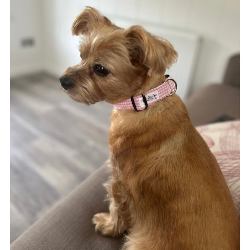 Thumbnail: Pink Gingham Dog Collar