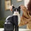 Thumbnail: Tuxedo Cat
