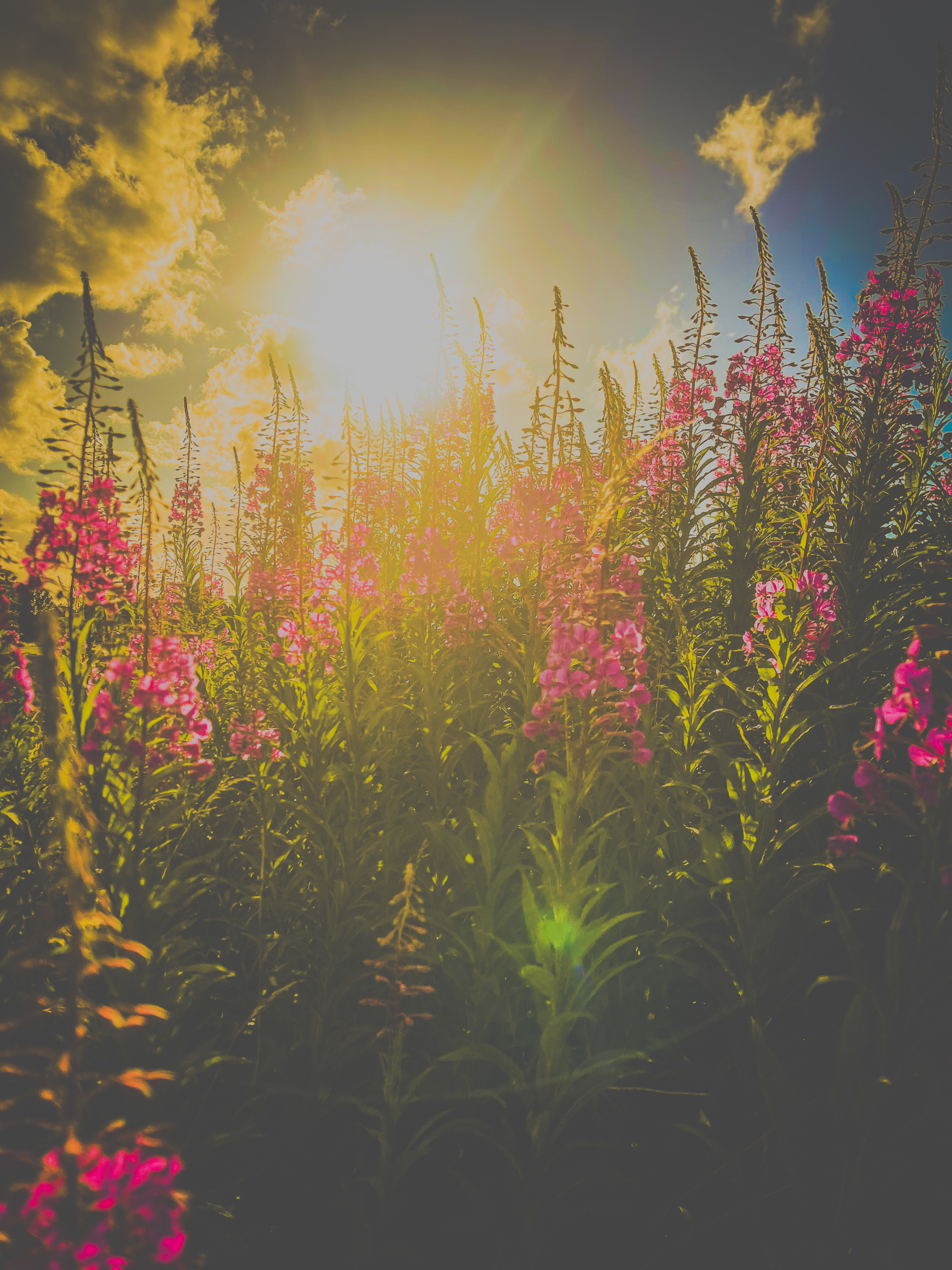 Räucherwerk Weidenröschen