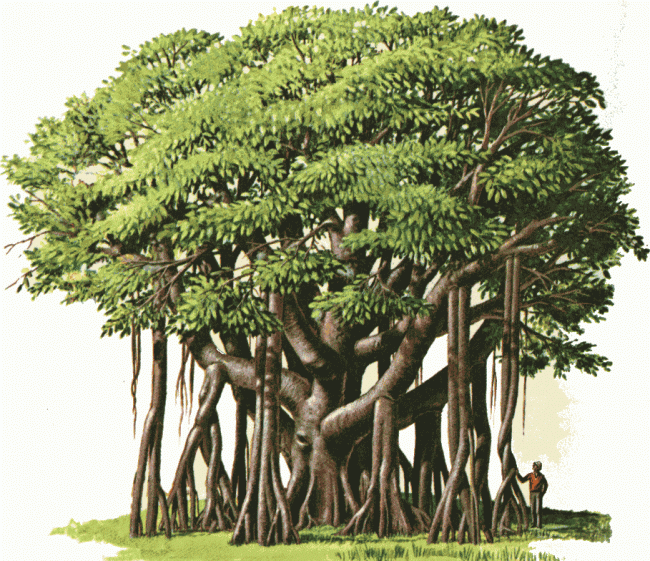 banyan-2.gif