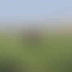 old male elephant with large tusks drinks from watering hold