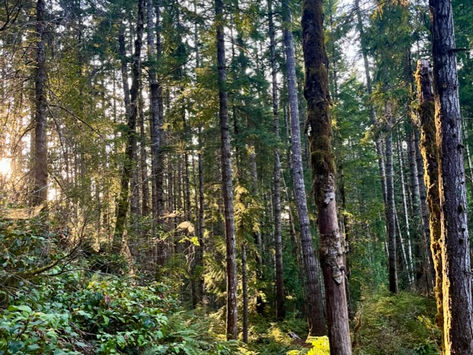 Rooting for you: Pine