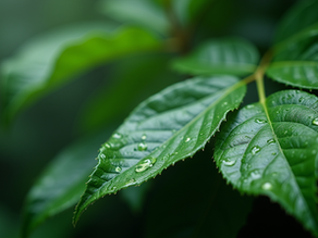 Capturing the Monsoon: How Weather Inspires My Artistic Journey