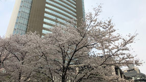 2018年3月ROSE LABO 活動報告