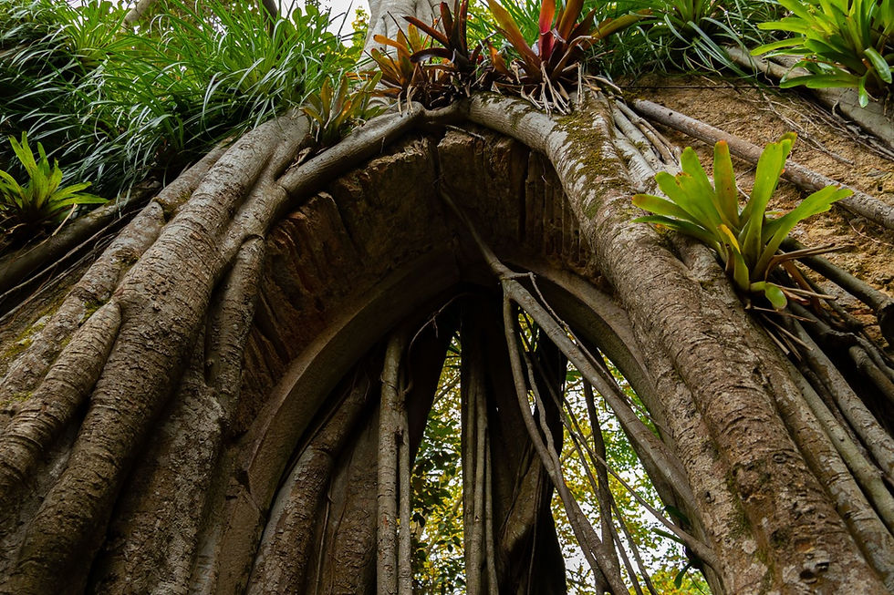 Pedro Silva, "Portão do Reino de Pan"