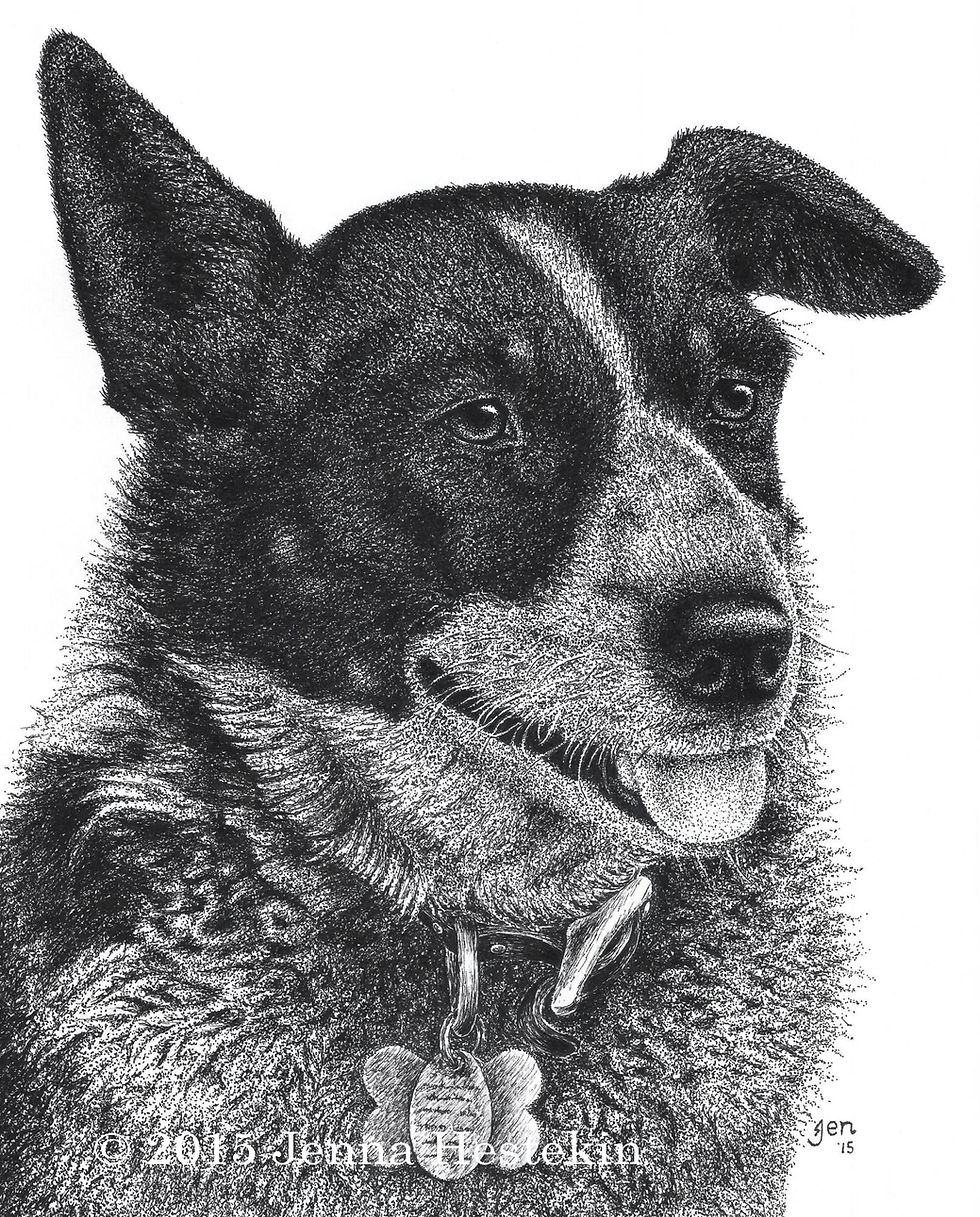 Shelby the Australian Shepherd ~ Commission