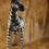 Thumbnail: Zebra