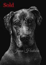 great dane scratchboard art black and white realism dog drawing