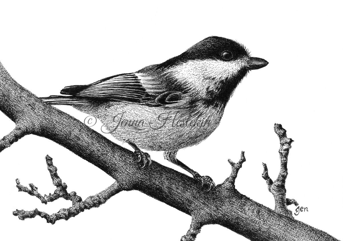 Chickadee Fine Art Print or Notecards