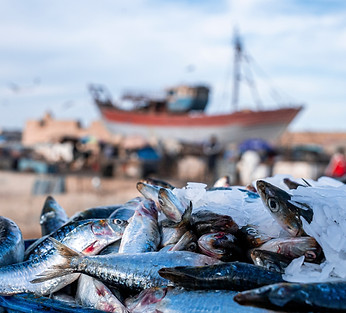 Fish on the dock