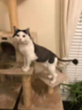 This is a cute example of a Persian cut with a ball tail