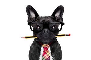 Office Worker Dog.jpg