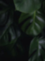 shallow photography of leaves_edited_edited.jpg