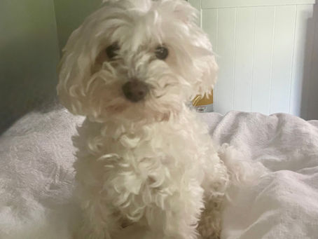 White dog, Fluffy, sitting on bed.