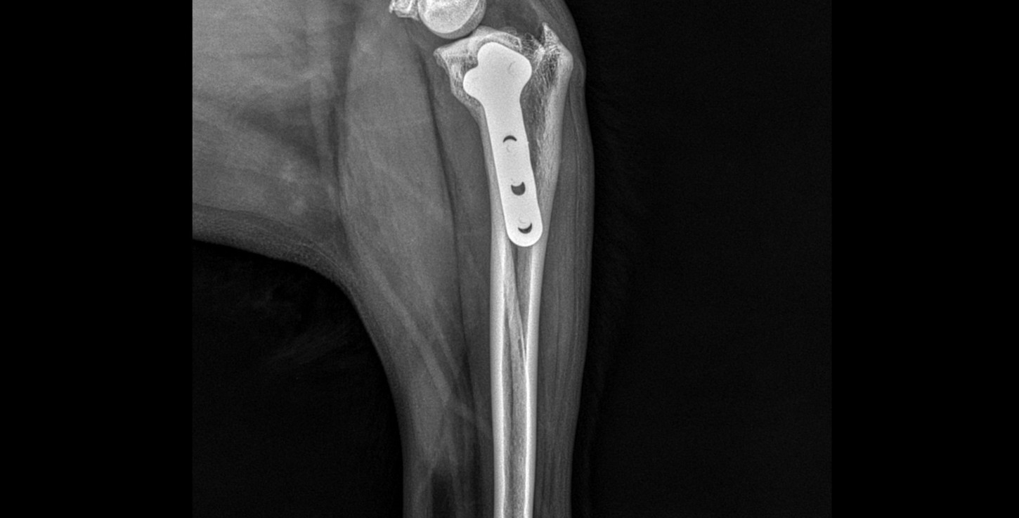 Best Friends Veterinary Clinic Pyeongtaek