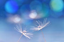 close-up-du-pissenlit-contre-ciel-bleu.jpg