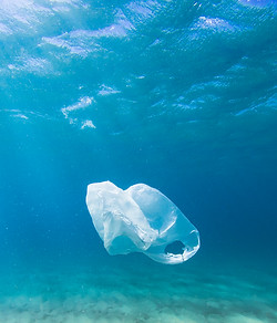 Plastic Bag in Ocean