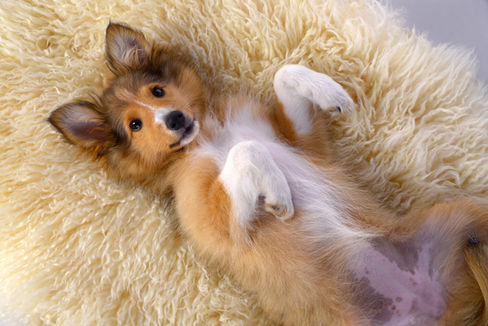 0686-7540 Genbe klein.jpg