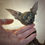 Miniature : Sphinx Cat 8/12". Realistic doll cat. Khaki color